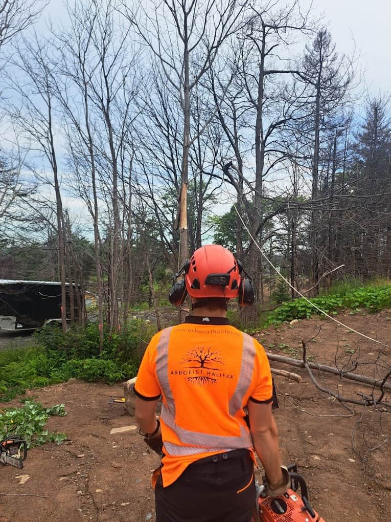 Tree Removal Halifax arborist with chainsaw on-site.